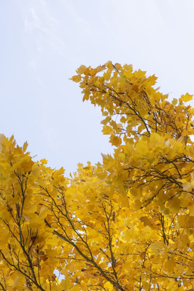 Golden Autumn Leaves by Lynann Colligan — canvas wall art