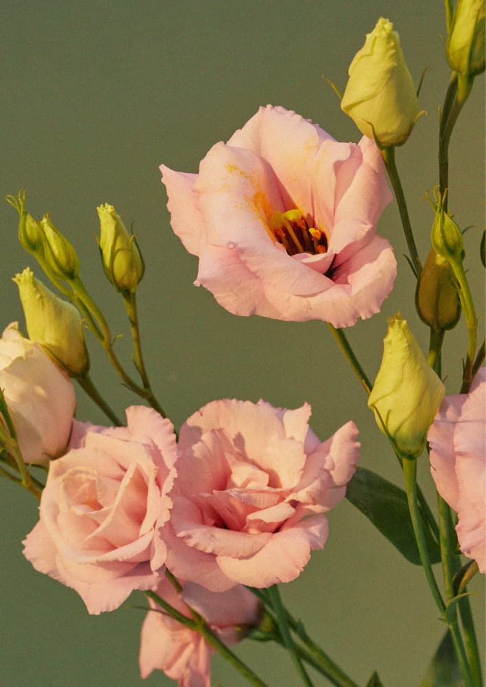 Blushing Lisianthus Flowers by Marianne Bassil — canvas wall art