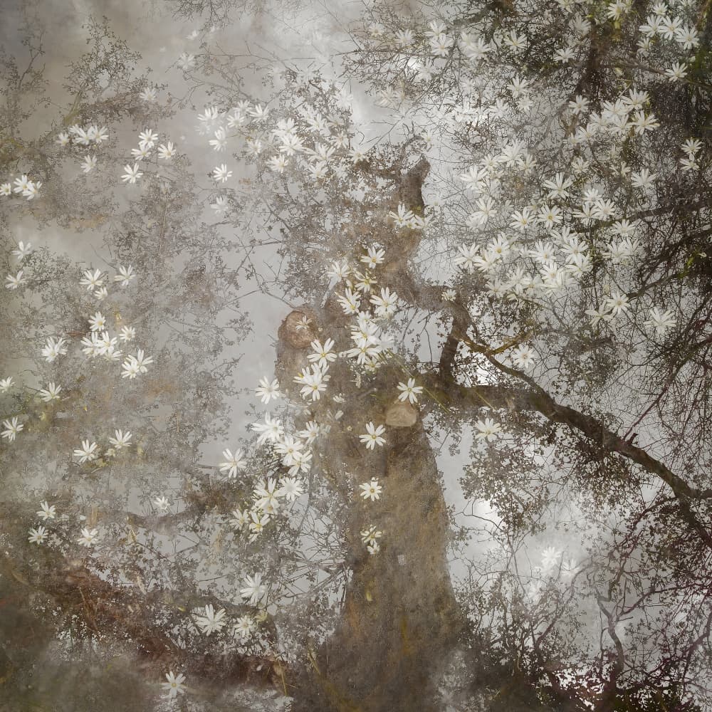 Up to heaven by Nel Talen — canvas wall art