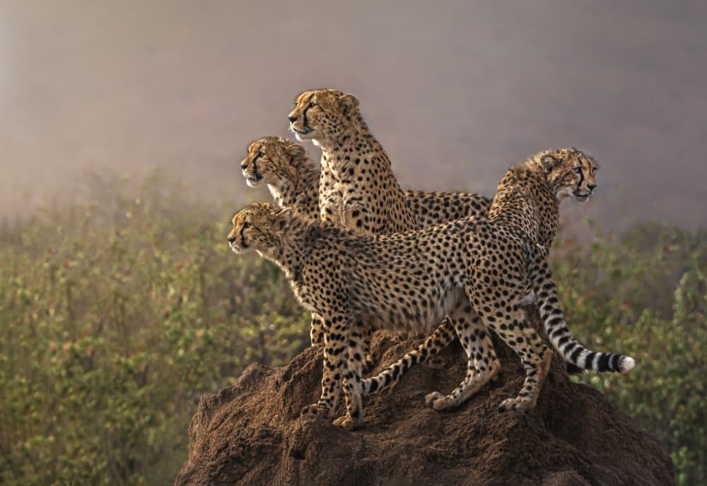 African Cheetahs On Watch by Anna Zhang — canvas wall art