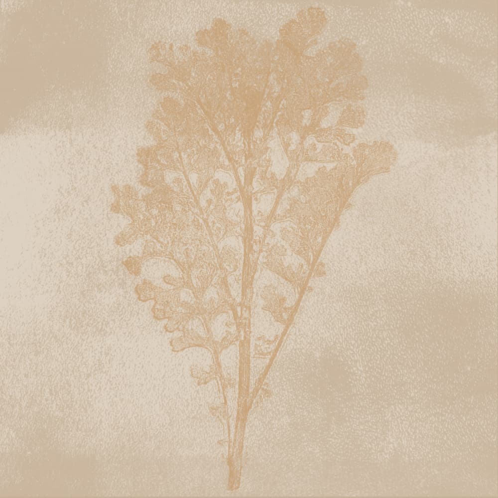 Subtle Botanical Impression by Dina Dankers — canvas wall art