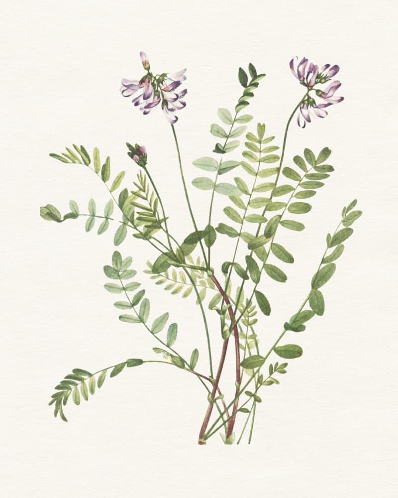 Botanical Flower Study by Wild Violets — canvas wall art