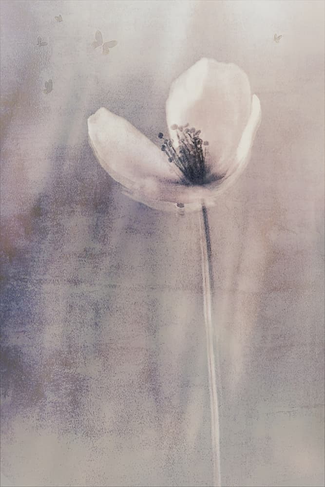 Delicate Butterfly Bloom by Cicek Kiral — canvas wall art