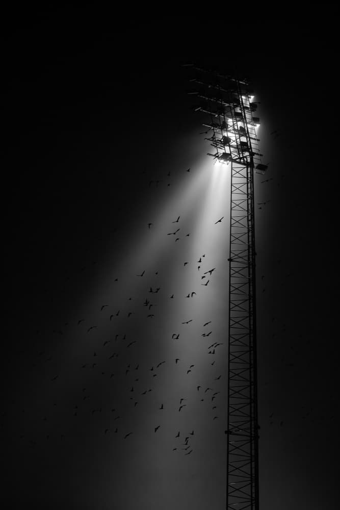 Birds Around Stadium Light by Leif Løndal — canvas wall art