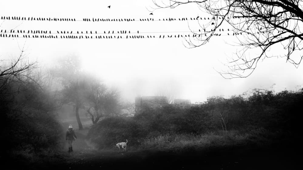 Misty Walk With Birds by Nicodemo Quaglia — canvas wall art