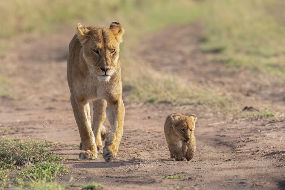 Lioness Leads Her Cub by Valerio Ferraro — canvas wall art