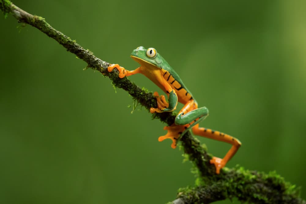 Vibrant Tree Frog on Branch by Milan Zygmunt — canvas wall art