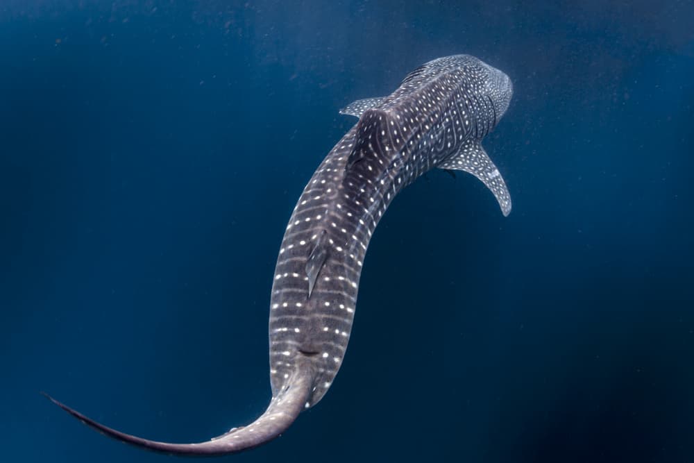 Giant Whale Shark Gliding by Andrea Izzotti — canvas wall art
