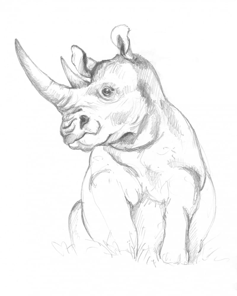 Rhinoceros by Isabelle Brent — canvas wall art