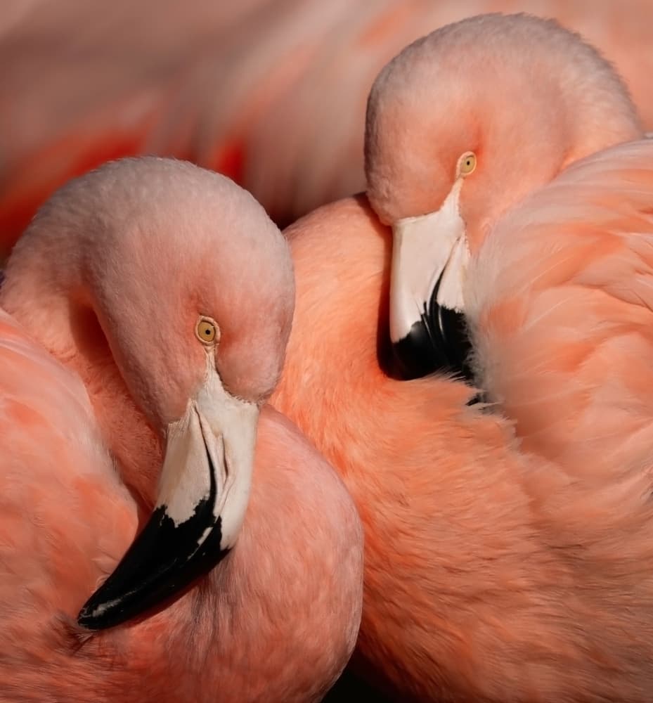 Serene Pink Flamingos by Robin Wechsler — canvas wall art