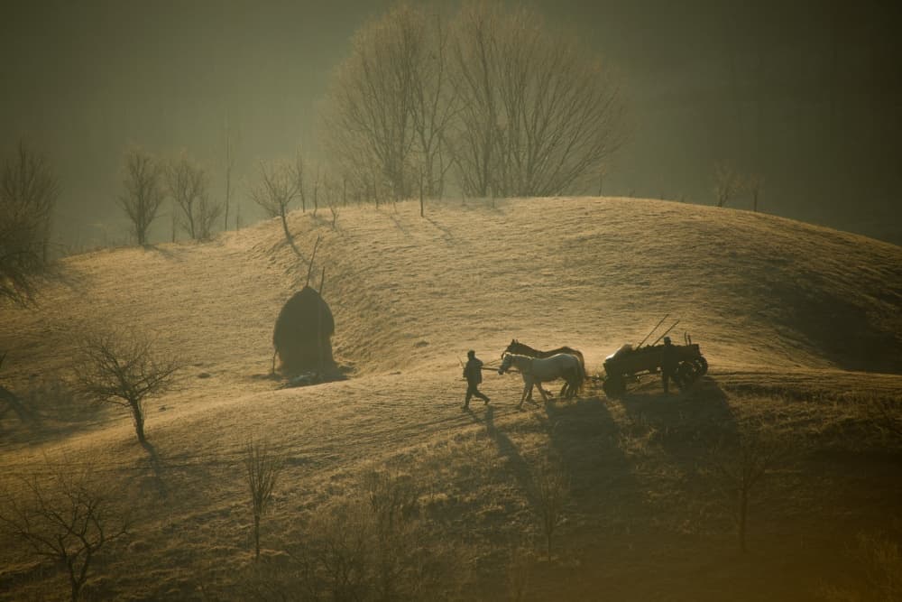 Golden Morning Farm Life by Ovidiu Satmari — canvas wall art