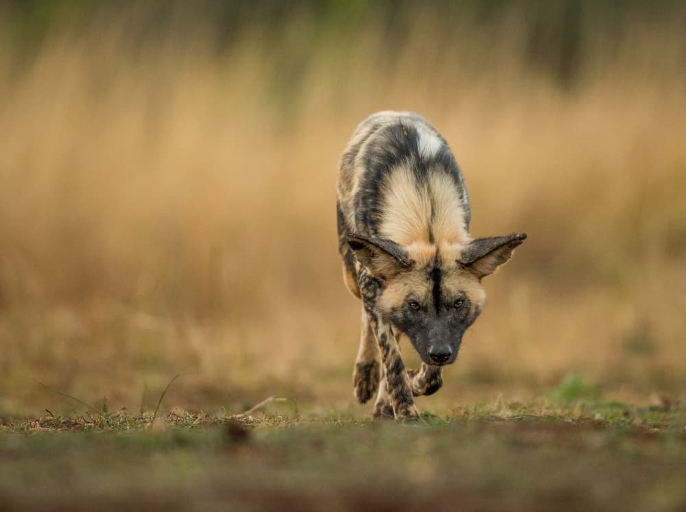 Focused African Wild Dog by Jaco Marx — canvas wall art