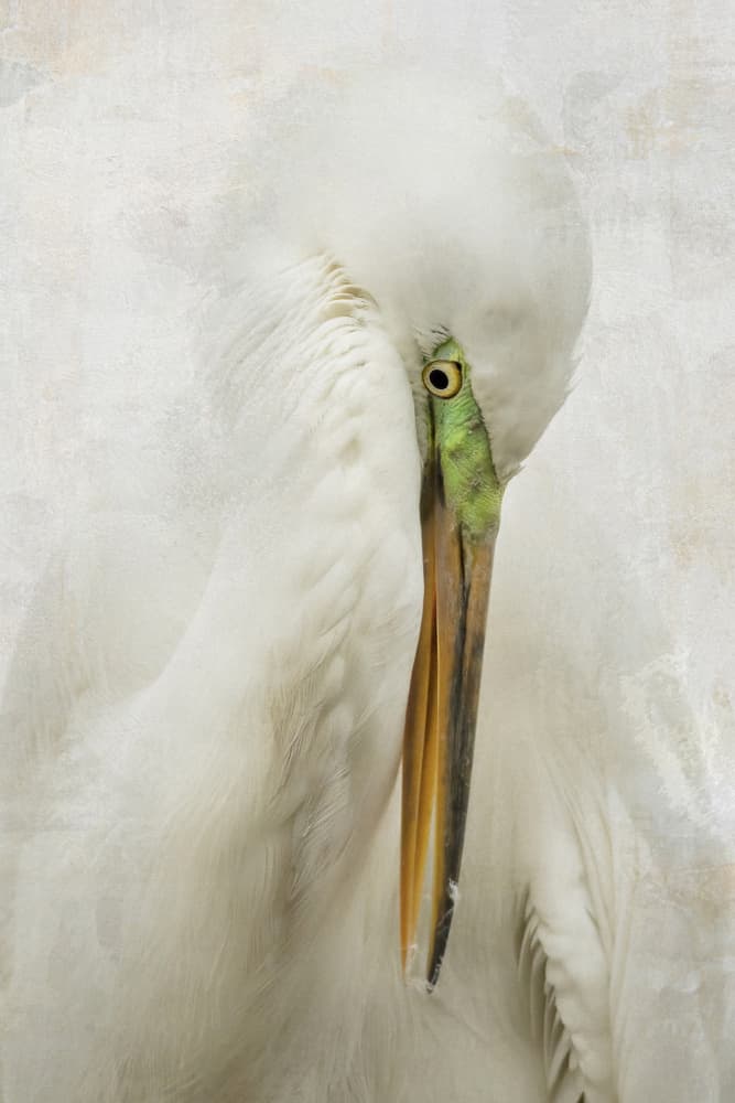 White Egret Portrait by Linda D Lester — canvas wall art