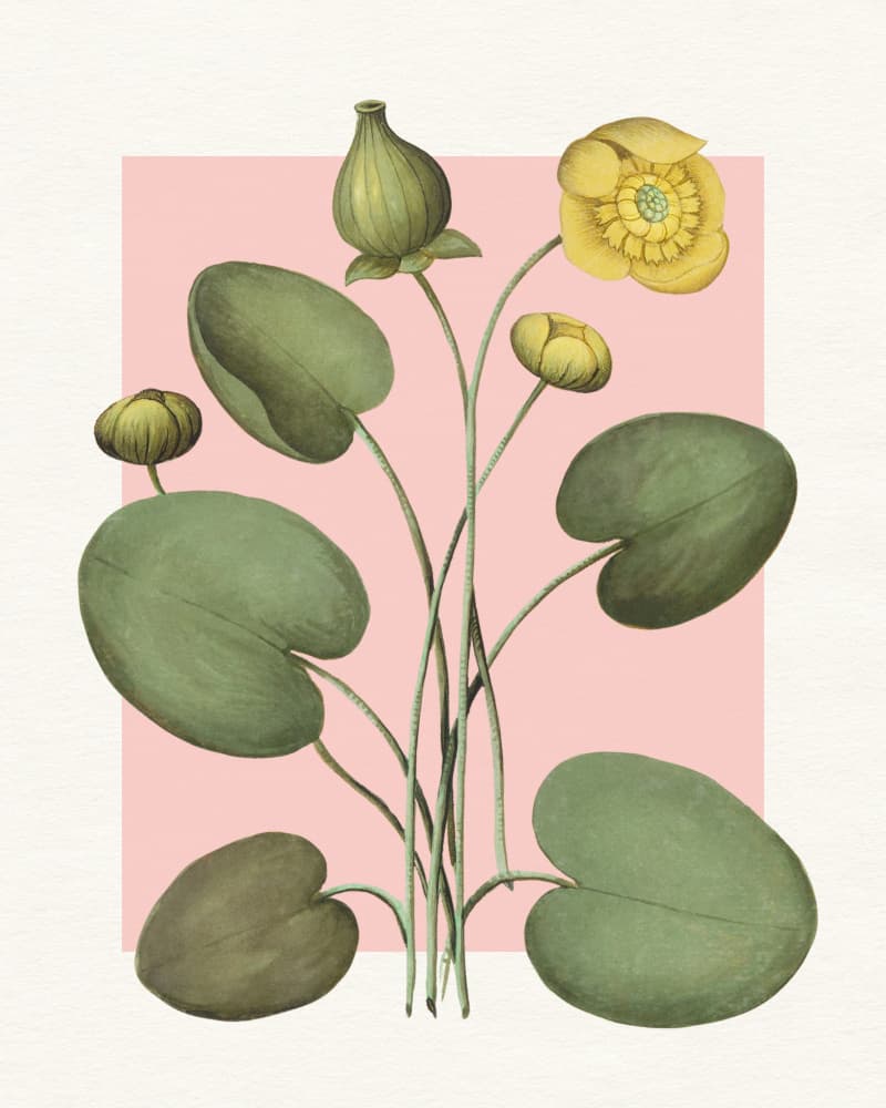 Yellow Water Lilies by Wild Violets — canvas wall art