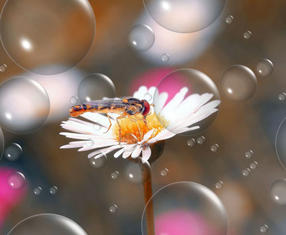 Hoverfly on Daisy Bubbles by Thierry Dufour — canvas wall art