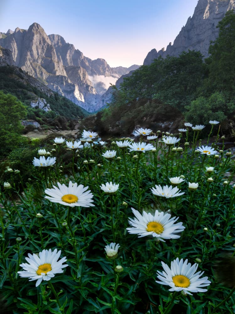 Mountain Daisies Bloom by Juan I. Cuadrado — canvas wall art