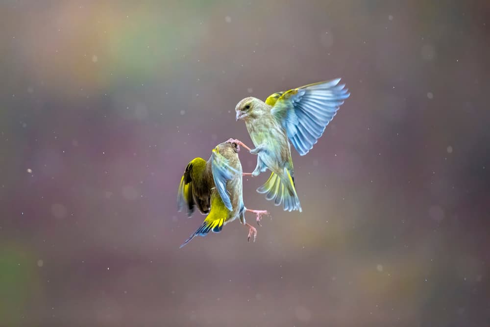 Greenfinch Skirmish by Marco Redaelli — canvas wall art