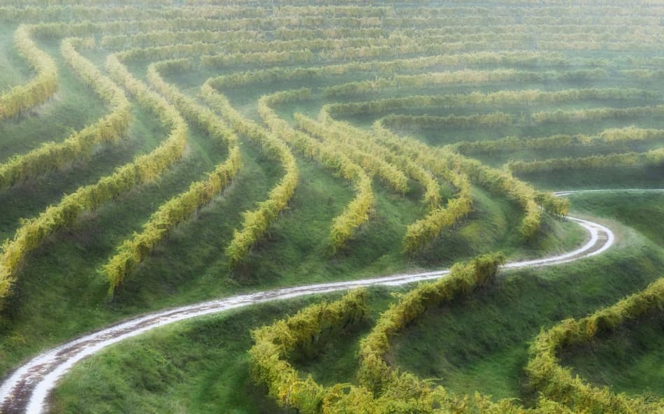Misty Vineyard Path by Samir Pajic — canvas wall art
