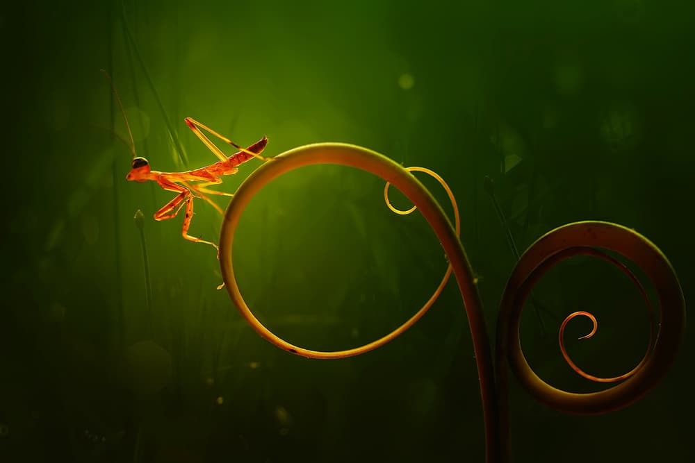 Vibrant Mantis Green Spiral by Abdul Gapur Dayak — canvas wall art
