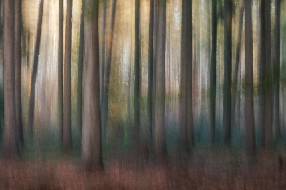 Light in the forest by Nel Talen — canvas wall art
