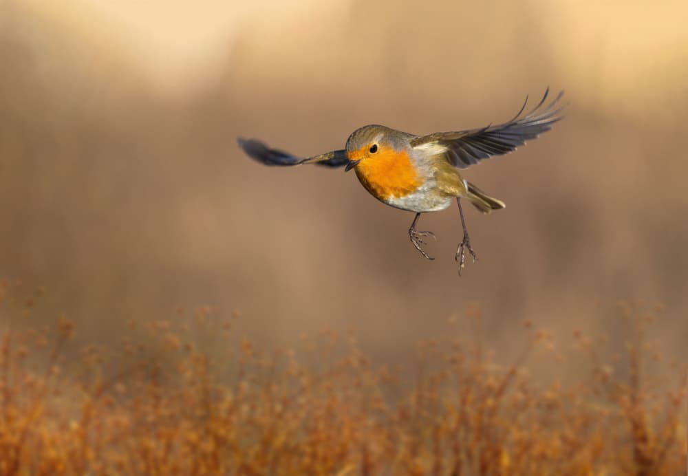 Robin in Flight by אייל בר אור • Eyal Bar Or — canvas wall art