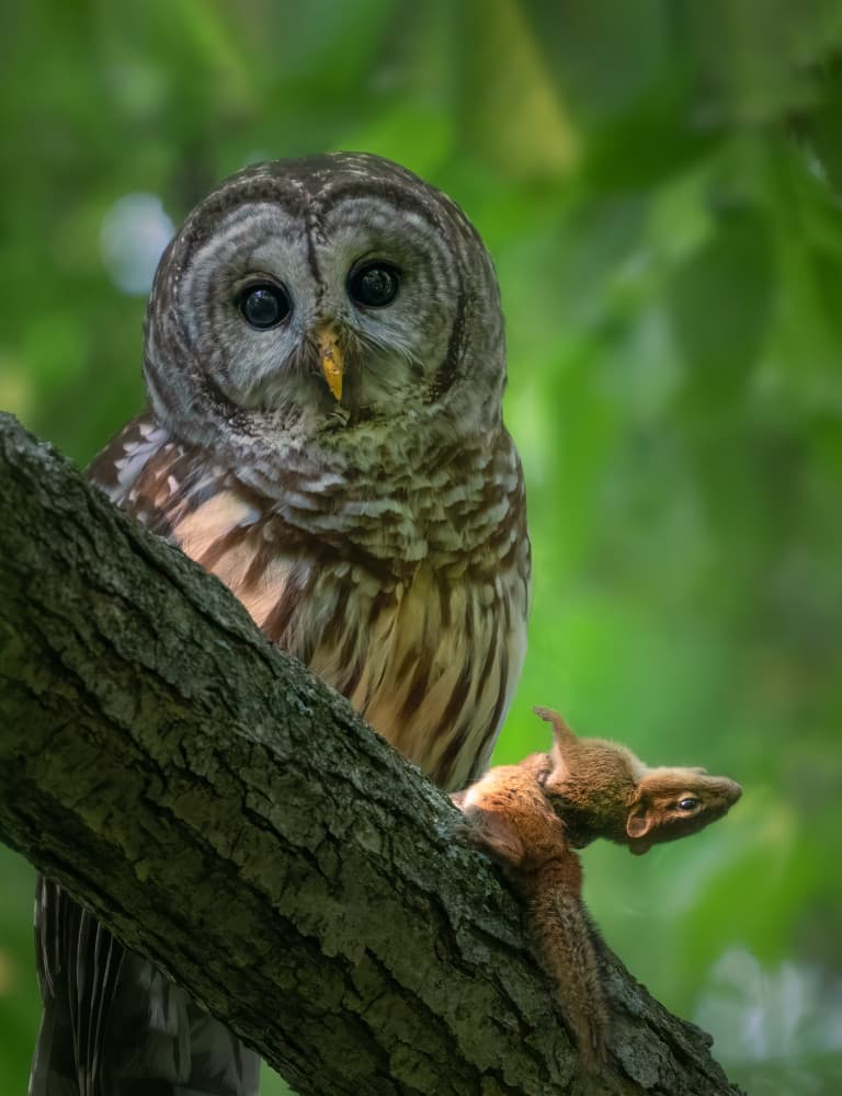 Barred Owl With Prey by Ruiqing P. — canvas wall art