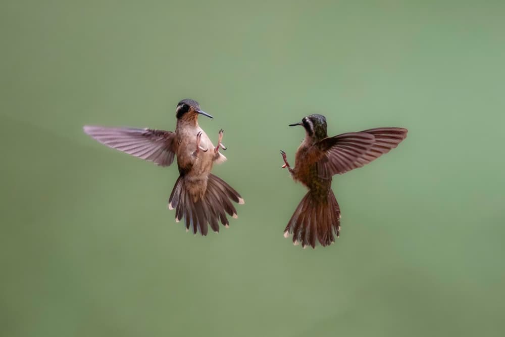 Hummingbirds Fighting Midair by Rajat Dhesi — canvas wall art