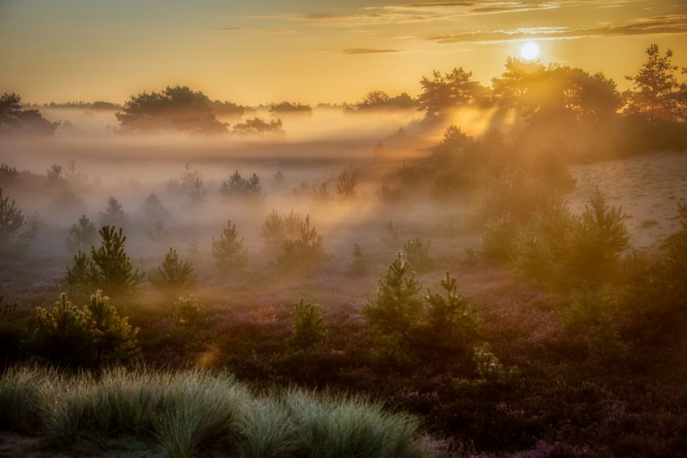 Misty Golden Sunrise by Piet Haaksma — canvas wall art