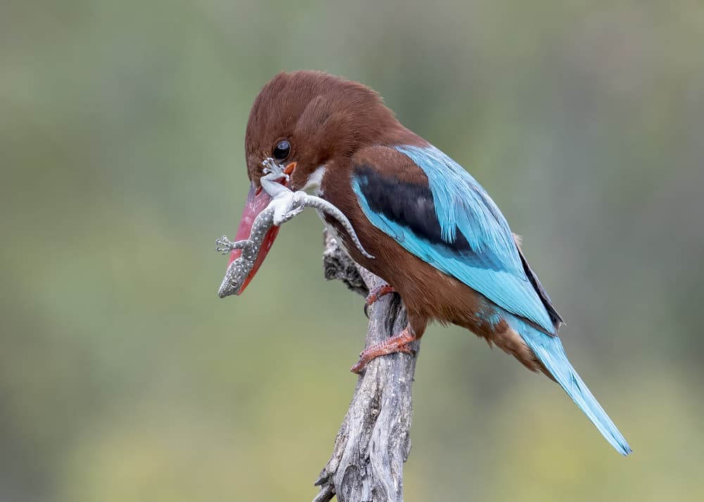 Kingfisher Hunts Lizard by Eyal Amer — canvas wall art