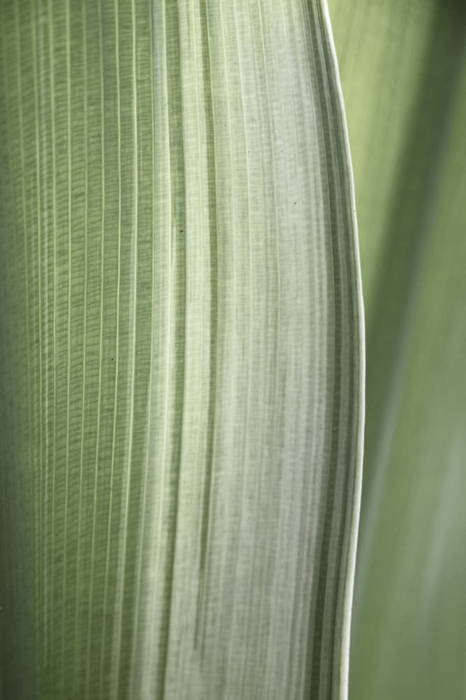 Soft Green Leaf Lines by Christa Stroo — canvas wall art