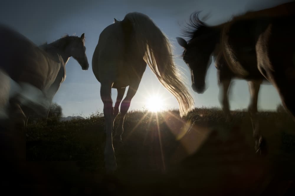 Horses Golden Glow by Milan Malovrh — canvas wall art
