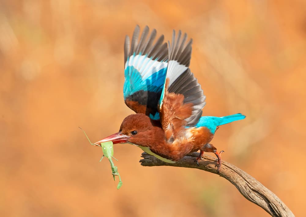 Kingfisher Catching Prey by Shlomo Waldmann — canvas wall art