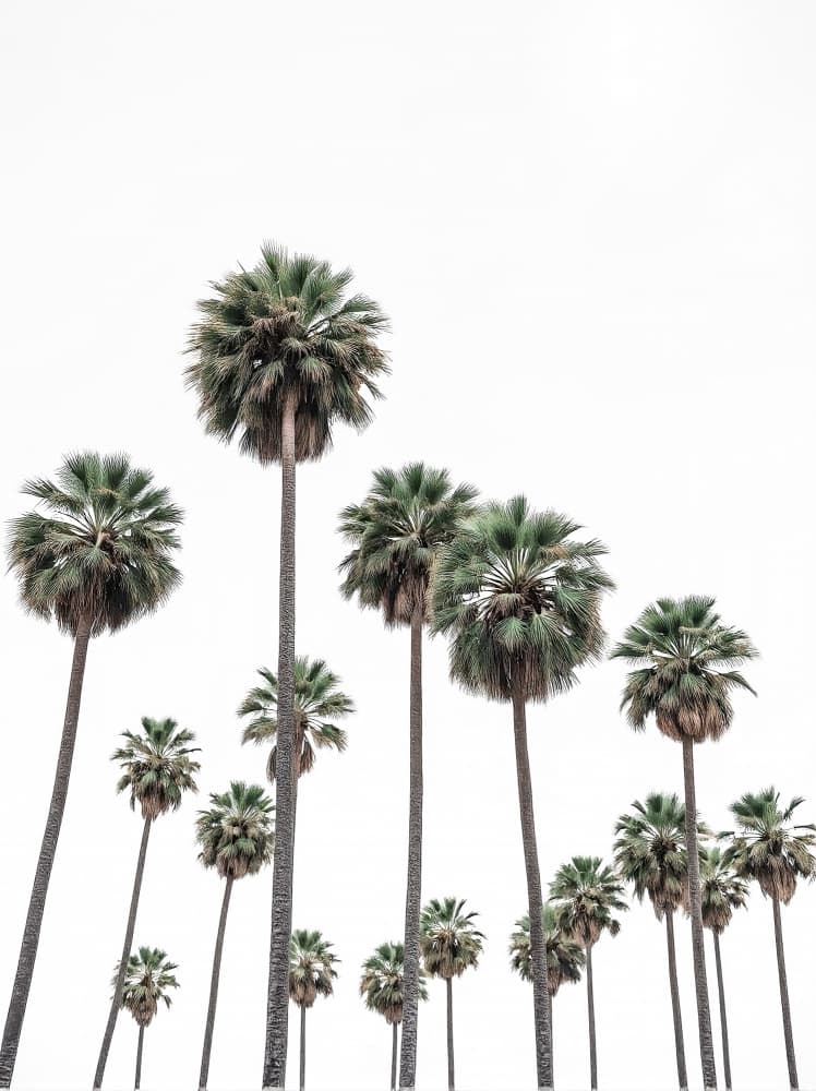 Tall Tropical Palms by Josie George — canvas wall art