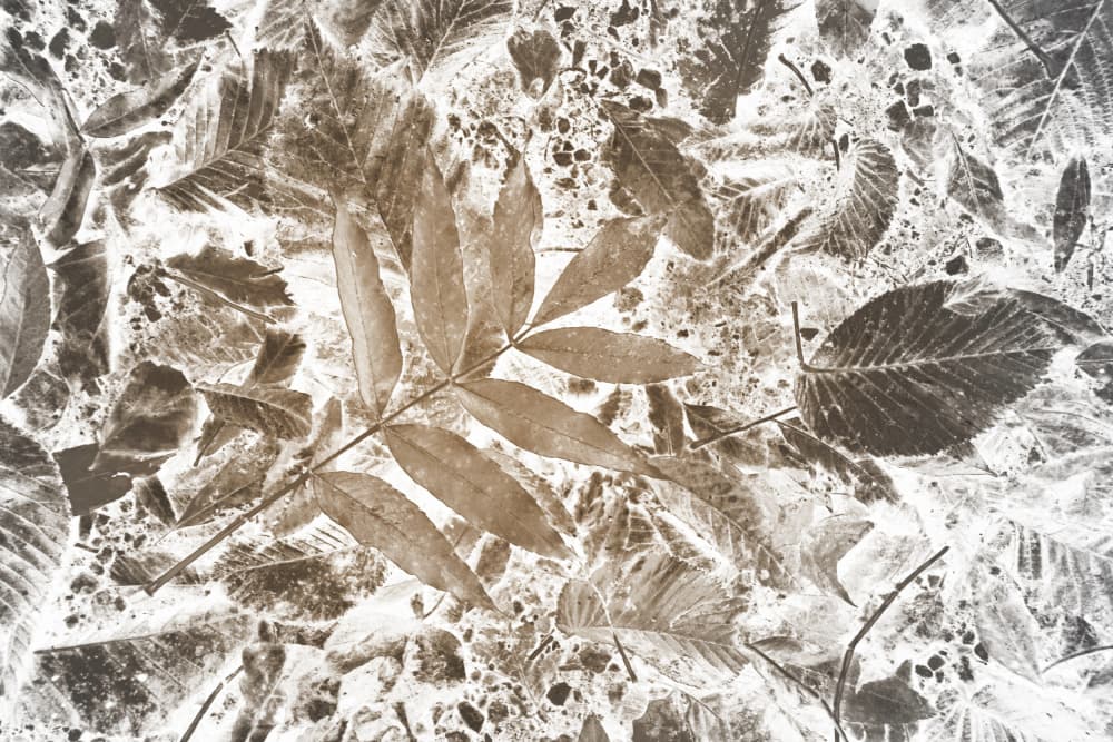 Inverted Leaf Pattern by Christina Sillen — canvas wall art