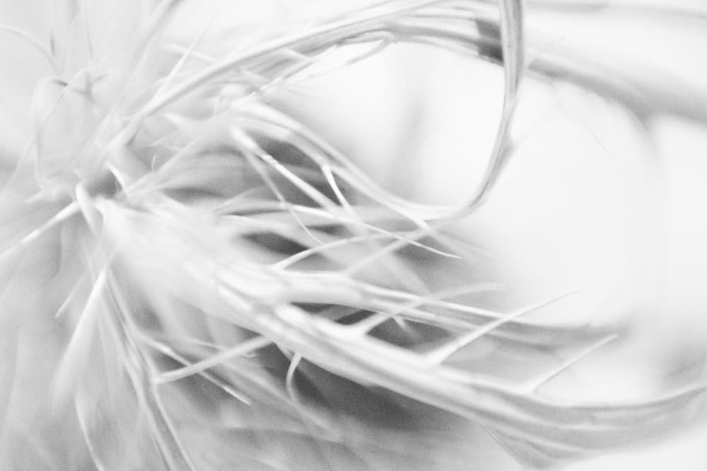 Delicate Organic Flow by Lynann Colligan — canvas wall art