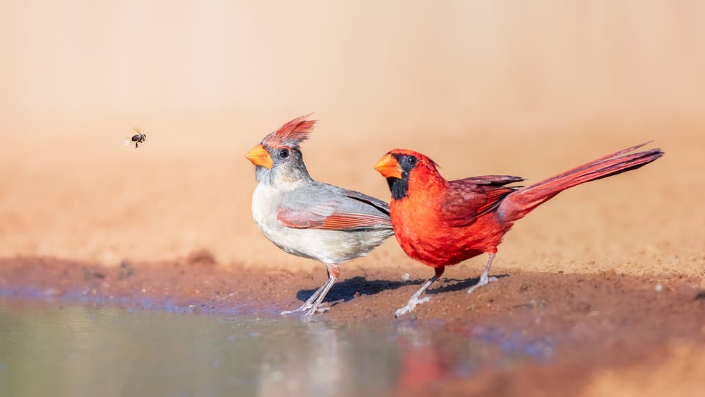 Cardinals Meet A Bee by Siyu_Wei APA — canvas wall art