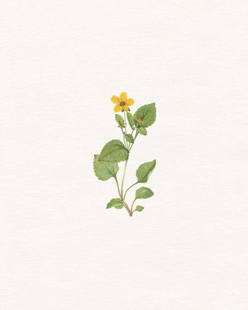 Yellow Botanical Flower by Wild Violets — canvas wall art