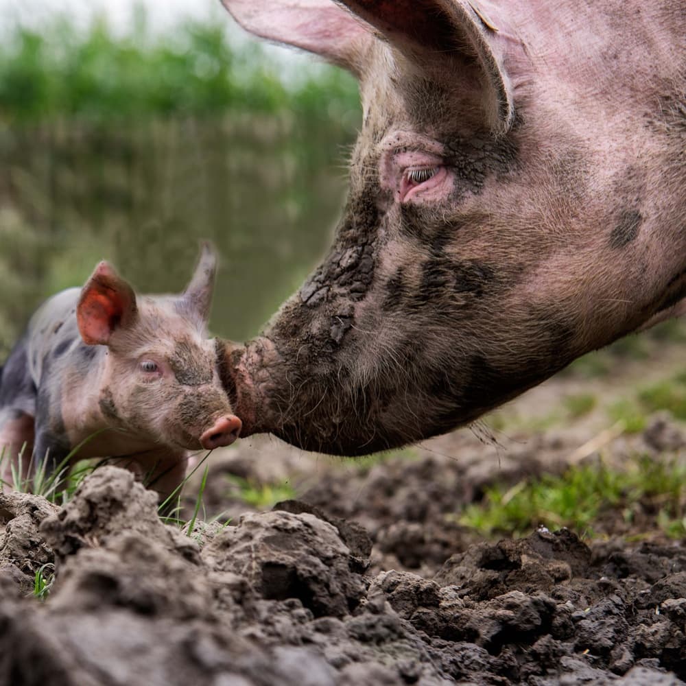 Mother Piglet Bond by Gert van den Bosch — canvas wall art