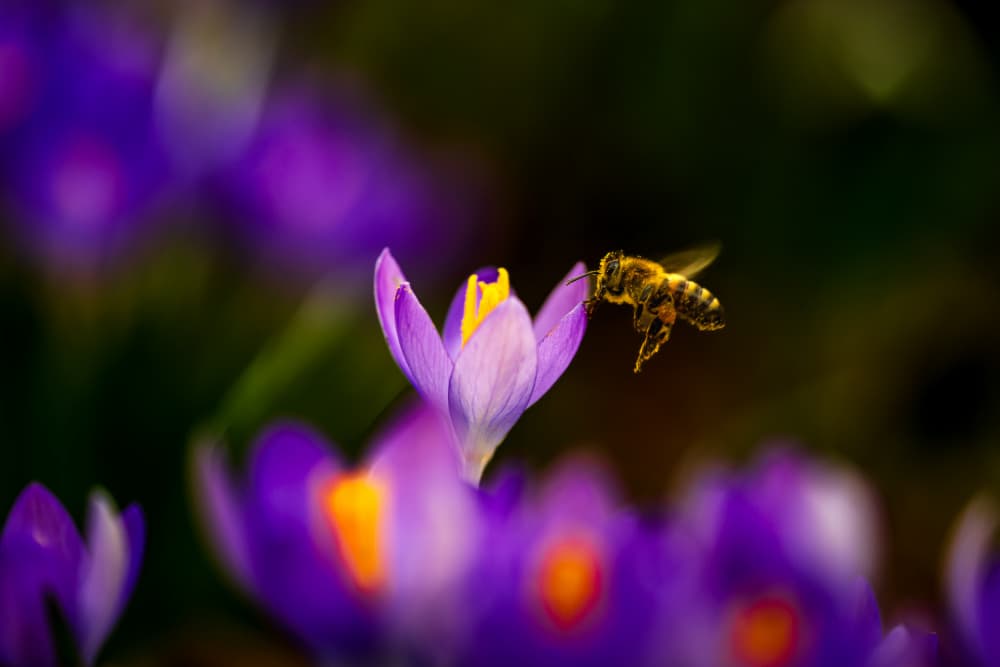 Purple Crocus Honeybee by Arne Jansen — canvas wall art