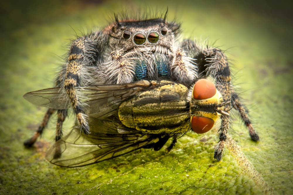 Jumping Spider's Catch by Ajar Setiadi — canvas wall art