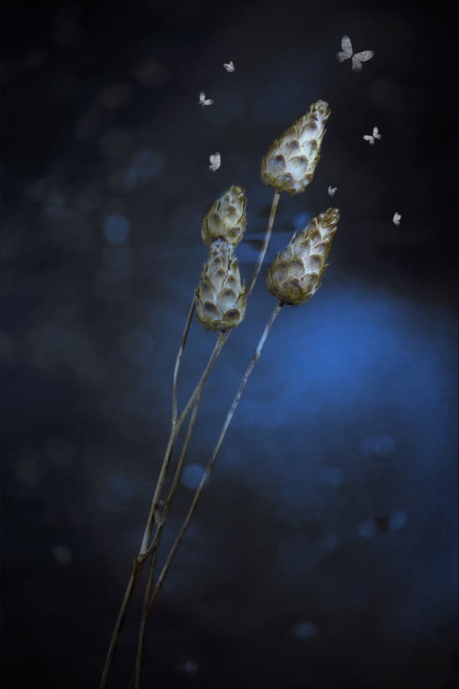 Dreamy Blue Butterflies by Cicek Kiral — canvas wall art