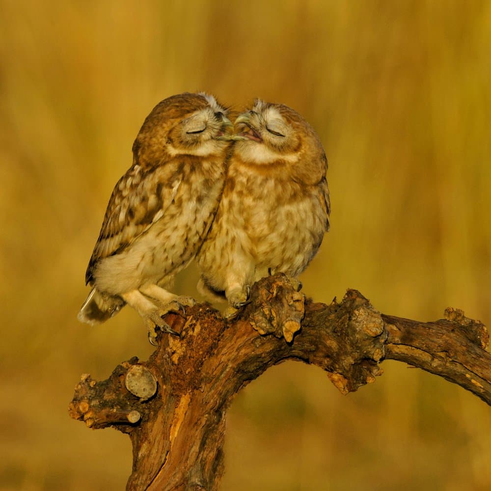 Tender Owl Embrace by David Manusevich — canvas wall art