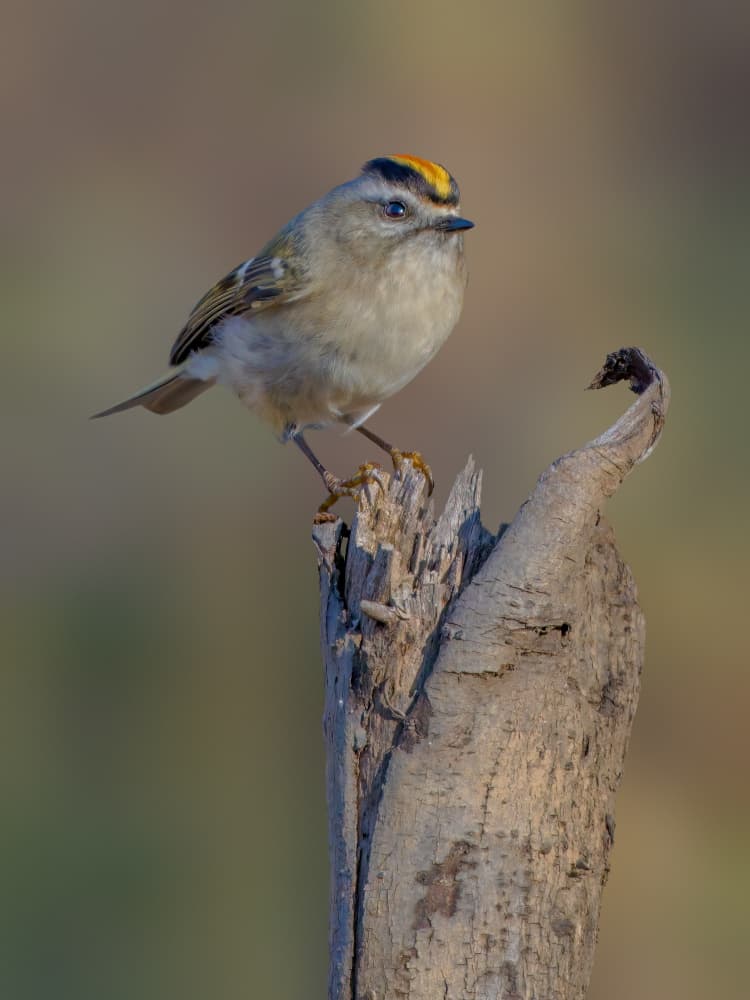 Golden-crowned Kinglet Perched by Jacob (Jian) Xu — canvas wall art