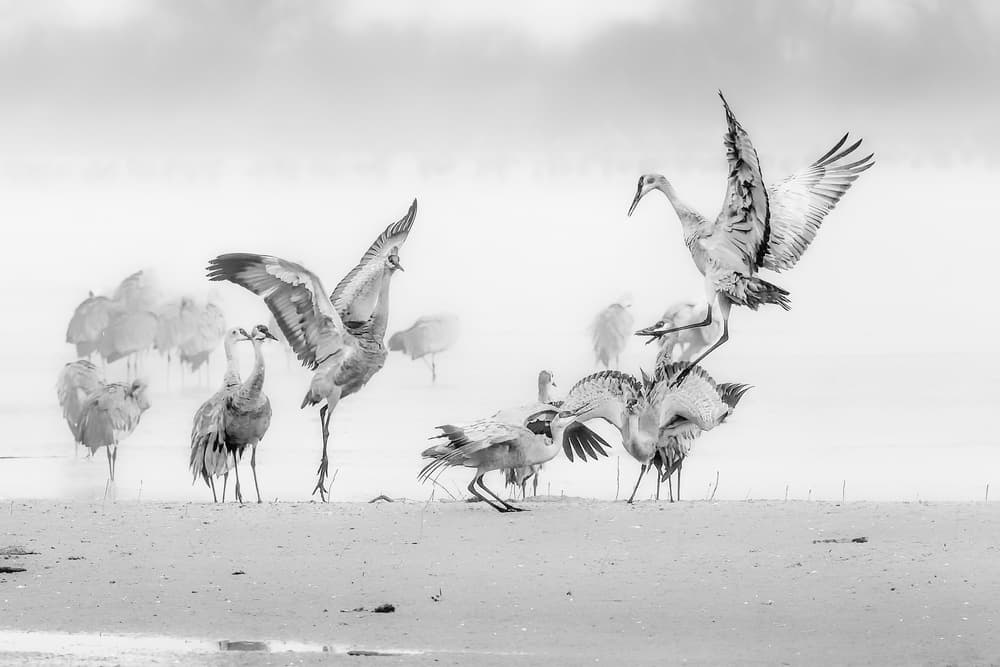 Misty Crane Dance by Jun Zuo — canvas wall art