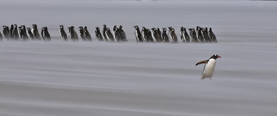 Solo Penguin Sprint by Sergey Kokinskiy — canvas wall art