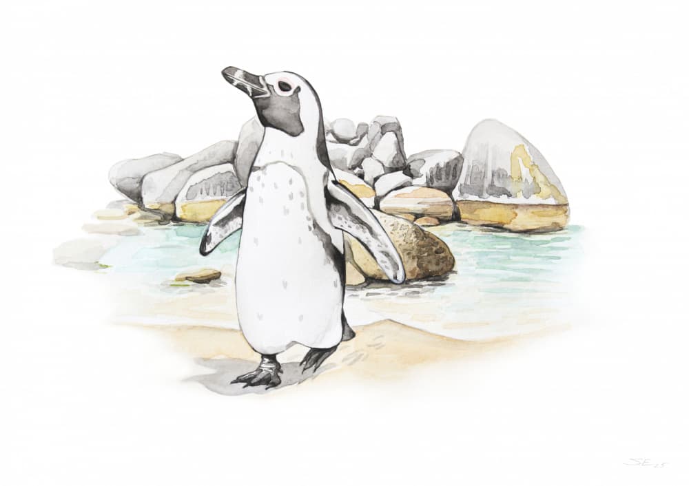 African Penguin Coast by Steve Erwin — canvas wall art