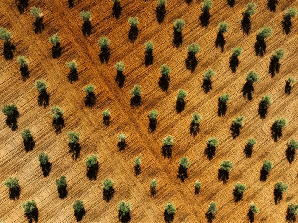 Olive Grove Shadows by Primož Kožuh — canvas wall art