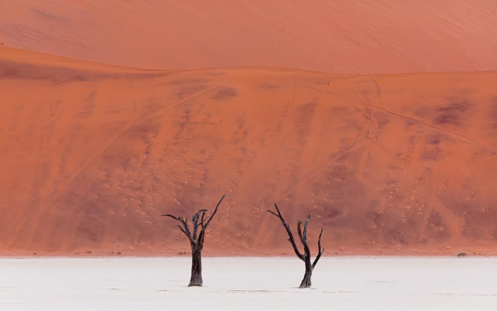 Orange Desert Dead Trees by Marco Tagliarino — canvas wall art