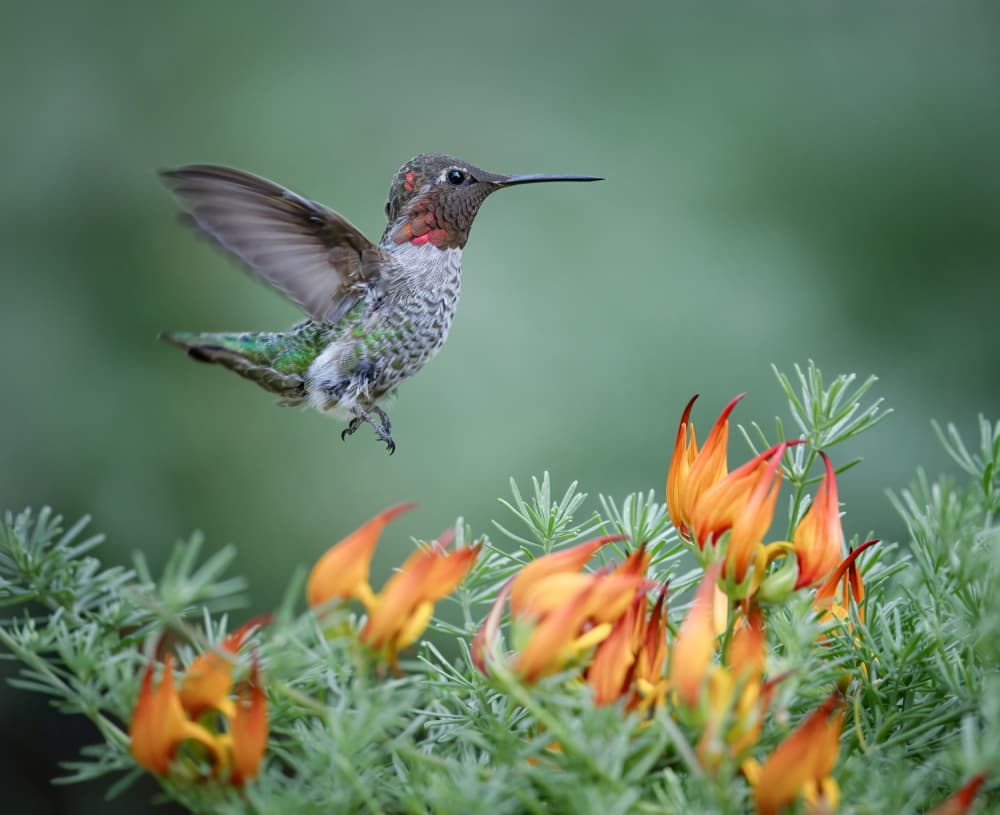 Hummingbird Nectar Flight by Xiaojian Huang — canvas wall art