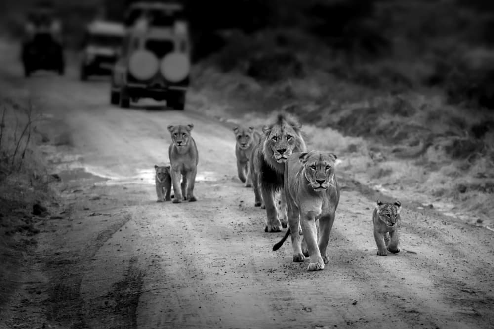 Walking Lion Pride by Jiahong Zeng — canvas wall art